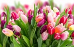 Тюльпаны от 38 р. за шт.! Скидки до 70% на тюльпаны и розы из Эквадора, Кении и России с бесплатной доставкой и упаковкой от «Букет «112»!