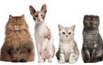50 р. за билет на выставку кошек 8 и 9 ноября! Самые грациозные и милые домашние животные со всего мира!
