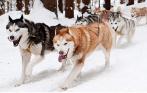 Катание на собачьих упряжках хаски со скидкой до 64%! Средний, большой и экстремальный маршруты! Бесплатное катание для детей до 7 лет от питомника хаски «Из Лемболово»!