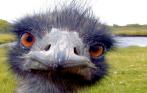 Скидка 50% на два билета на страусиную ферму и контейнер с кормом от компании «Страусиный хутор»