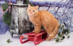 Выставка кошек «Рождественские чудеса» 12-13 декабря! 100 р. за детский билет и 150 р. за билет для взрослого