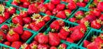 На семена 6 сортов вкуснейшей клубники - от традиционной красной до африканской голубой!