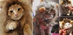 На пушистую гриву для кота