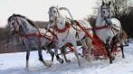 Романтическая прогулка верхом на лошадях или в санях для 2-х или 4-х со скидкой до 68%.