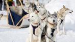 Катание на собачьих упряжках хаски в Лемболово. Скидка до 60%.
