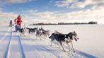 Катание на собачьих упряжках в Лемболово. Настоящие Хаски. Скидка до 60%.