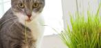 На семена специальной травы для кошек «Organic Cat Grass»