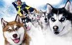 Катание на упряжках с хаски и на снегоходе, мастер-класс по запряганию собак и фотосессия. Скидка до 64% от питомника «Из Лемболово»