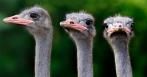 Еще не были на «Страусином хуторе»? 270 р. за два билета на страусиную ферму + контейнер с кормом!