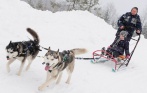 Катание на упряжках с хаски и на снегоходе, мастер-класс по запряганию собак и фотосессия от питомника «Из Лемболово». Скидка до 64%
