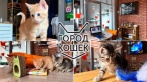 Скидка 50% на посещение лофта «Город кошек». 300 р. за билет, чай, сладости и настольные игры включены! Дети до 3 лет посещают лофт с котиками бесплатно