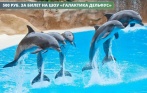 Всего 500 р. за билет на первые ряды на шоу дельфинов «Галактика Дельфус» в «Санкт-Петербургском Дельфинарии»