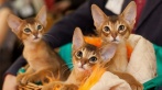 Скидка до 55% на входной билет на выставку кошек «ФелиСити» в ТЦ «Питерленд» 24 и 25 августа! Вас ждет грандиозная международная выставка кошек по системе WCF!