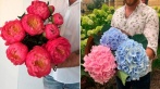 Скидки до 50% в цветочной лавке Premium Flowers. 500 р. за 15 роз сорта «Кения Premium», 600 р. за 1 гортензию Premium, от 1200 р. за букет пионов